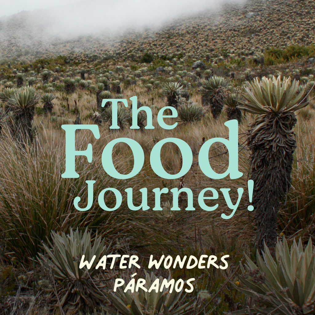 The Water Wizards: Exploring Colombia’s Unique Páramos and Natural Wonders